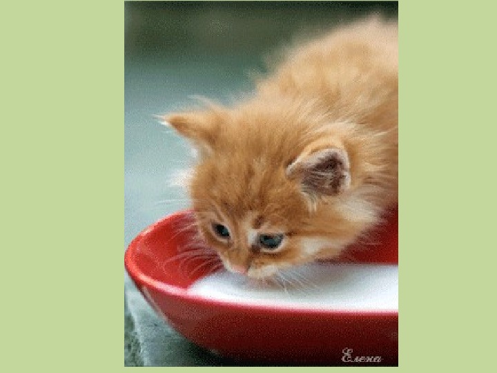Caramel kitten claps image