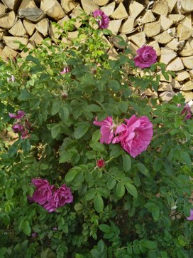 Аватар пользователя