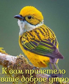 Аватар пользователя