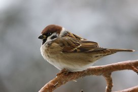 Аватар пользователя