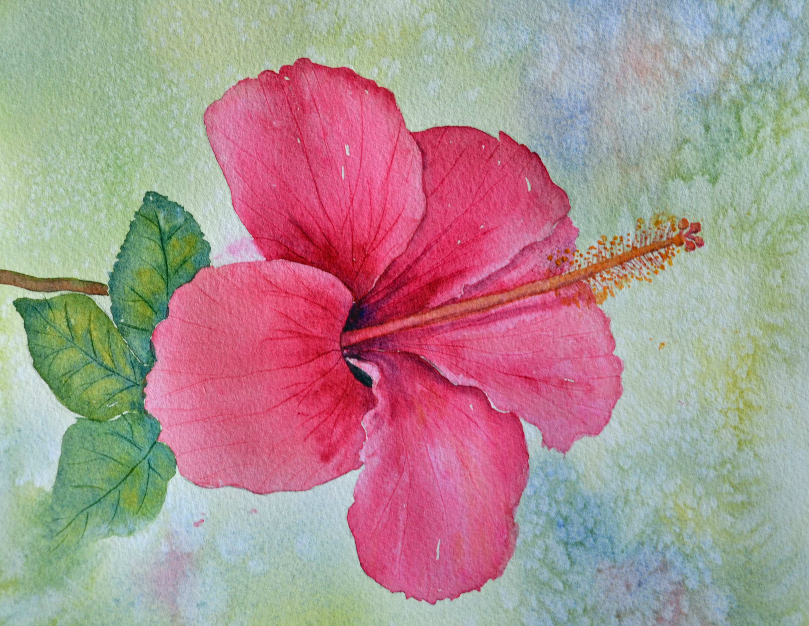 Hibiscus Variation. Drawing and painting