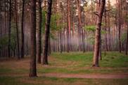 Nature_Forest_The_forest_in_the_suburbs_016590_