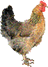 chicken_PNG2167.png