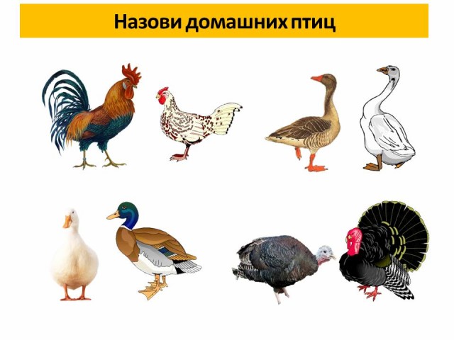 ÐšÐ°Ñ€Ñ‚Ð¸Ð½ÐºÐ¸ Ð¿Ð¾ Ð·Ð°Ð¿Ñ€Ð¾ÑÑƒ Ð´Ð¾Ð¼Ð°ÑˆÐ½Ð¸Ðµ Ð¿Ñ‚Ð¸Ñ†Ñ‹ Ð¿Ñ€ÐµÐ·ÐµÐ½Ñ‚Ð°Ñ†Ð¸Ñ