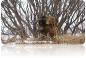 Камчатские медведи весной