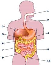 http://900igr.net/datai/biologija/Pitanie-i-pischa/0019-043-Vypishite-nazvanija-organov-pischevarenija-kotorye-oboznacheny-tsiframi-s-1.jpg