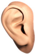 http://pngimg.com/uploads/ear/ear_PNG35701.png