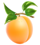 https://purepng.com/public/uploads/large/purepng.com-apricotapricotfruitstone-fruitsstone-fruitsbrigantinafrom-small-tree-1701527115156u4cam.png