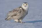 http://img.xcitefun.net/users/2010/12/221998,xcitefun-snowy-owls-10.jpg