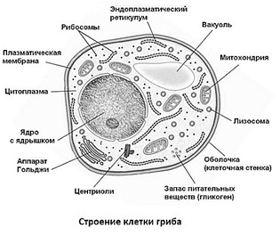 Клетка гриба