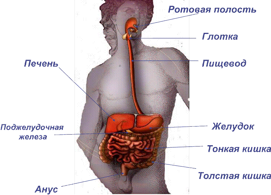 Пищеварительная система пищевод. Органы пищеварения. Ротовая полость глотка пищевод желудок.