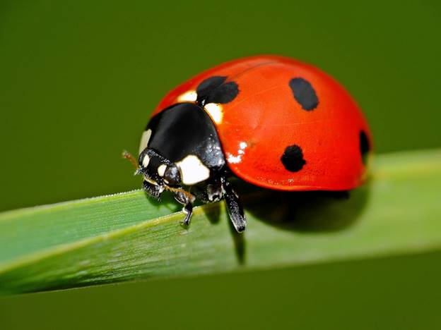https://get.pxhere.com/photo/nature-photography-explore-insect-macro-explorer-fauna-ladybird-invertebrate-close-up-animals-naturaleza-beetle-ggl1-gaby1-xovesphoto-animales-gphoto-raynox250-fujifilmxs1-macro-photography-arthropod-leaf-beetle-407394.jpg