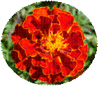 http://www.crocus-ul.ru/pics/tagetes.gif