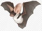 https://img2.freepng.ru/20180503/ube/kisspng-kitti-s-hog-nosed-bat-drawing-spotted-bat-common-v-hand-painted-bat-5aeac0b5945246.0276332015253341976075.jpg