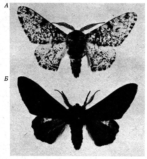 Рис. 25.9. Полиморфизм у березовой пяденицы Biston betularia. А. Нормальная форма В. betularia typica. Б. Меланистическая форма В. betularia carbonaria. (Е.В. Ford, Evolution studied by observation and experiment, Oxford Biology Readers, 1973, 55. Oxford Univ. Press.)