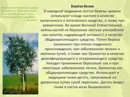 Берёза белая В народной медицине листья березы широко используют в.