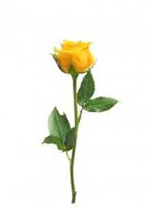 ᐈ Розы одиночной фото, фотографии одиночные желтые розы | скачать ...