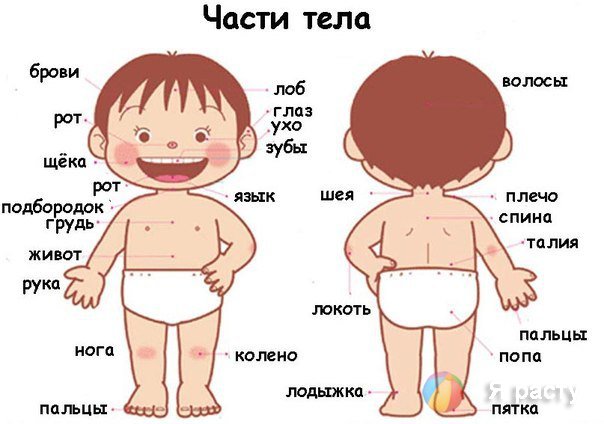 ÐšÐ°Ñ€Ñ‚Ð¸Ð½ÐºÐ¸ Ð¿Ð¾ Ð·Ð°Ð¿Ñ€Ð¾ÑÑƒ Ñ‡Ð°ÑÑ‚Ð¸ Ñ‚ÐµÐ»Ð° Ñ„Ð¾Ñ‚Ð¾