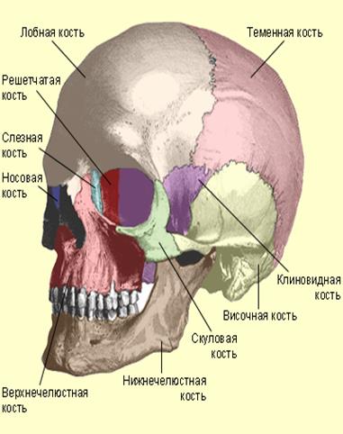 herep.1.gif