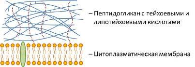 https://studfile.net/html/2706/155/html_a4IFn_cA5a.tur5/htmlconvd-bKkKd4162xi2.jpg