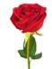 rose-drawing.jpg