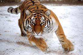 Картинки по запросу "амурский тигр"