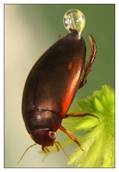 http://macroid.ru/_data/medium/81/Plavunec.jpg