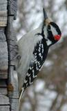 Описание: woodpecker