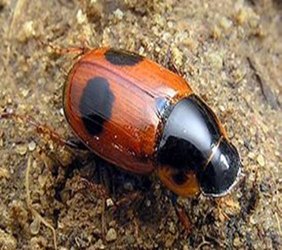 275px-Aphodius_bimaculatus