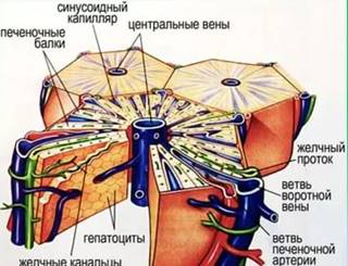 https://im0-tub-ru.yandex.net/i?id=9a044f17aff649f3f9922836ac5eddff&n=13