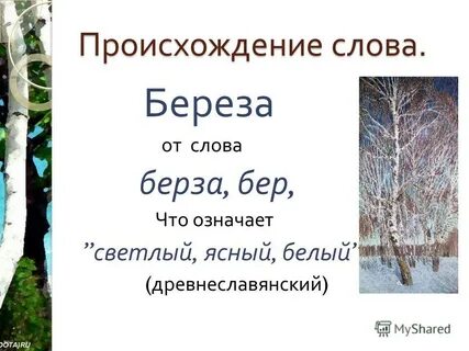 Презентация на тему: &quot; Отгадайте загадку : Кудрява, беловата, столб бе...
