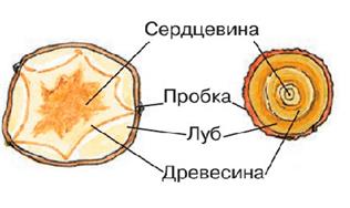 ГДЗ Биология 5 - 6 класс (Линия Жизни) Пасечник. Строение клубня Номер 1