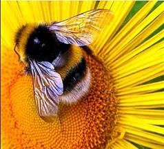 ШМЕЛИ. Bumblebee. Наблюдаем за шмелями | Пчелинное искусство ...