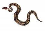 http://syromono.info/images/ball-python-clipart-2.jpg