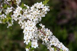 https://cdn.pixabay.com/photo/2018/01/08/23/18/bird-cherry-tree-3070517_1280.jpg