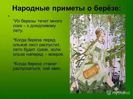 Народные приметы о берёзе: *Из березы течет много сока - к дождливому лету....