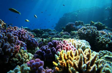 Таиланд собирается спасать коралловые рифы с помощью суперклея ...