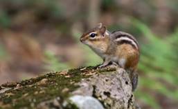 https://ecoportal.info/wp-content/uploads/2019/07/aziatskiy-burunduk-544x334.jpg