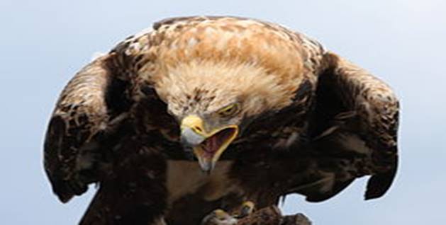 Kaiseradler Aquila heliaca 4 amk.jpg