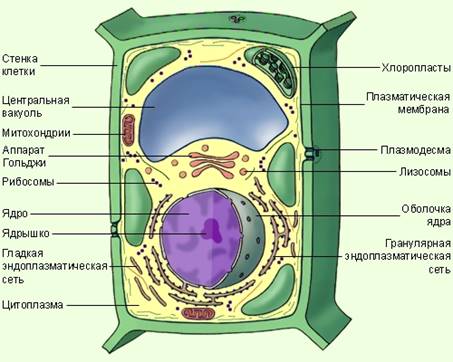 https://foxford.ru/uploads/tinymce_image/image/1637/_____26_____1.jpg