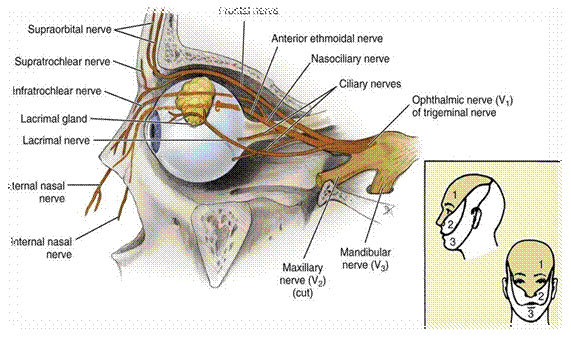 Иннервация стенок глазницы
