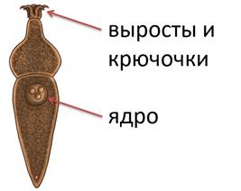 https://fsd.videouroki.net/products/conspekty/bio7bespozv/8-tip-sporoviki-parazitichieskiie-prostieishiie-znachieniie-prostieishikh.files/image006.jpg