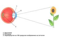 https://www.sciencedebate2008.com/wp-content/uploads/perevernutoye-izobrazheniye-na-setchatke-glaza.jpg