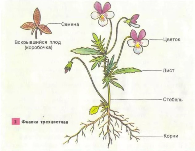 Какие органы имеют цветковые растения