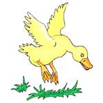 BIRD617