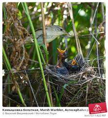 http://prv1.lori-images.net/kamyshovka-bolotnaya-marsh-warbler-acrocephalus-palustris-0001822997-preview.jpg