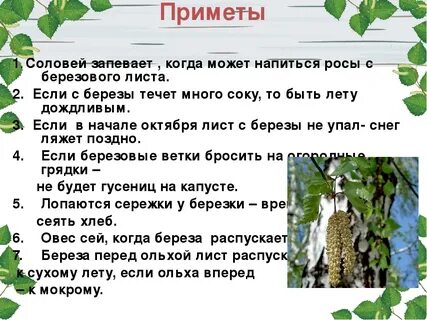 2. Если с березы течет много соку, то быть лету дождливым. 