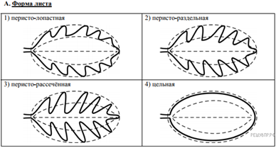 https://bio6c-vpr.sdamgia.ru/get_file?id=2903