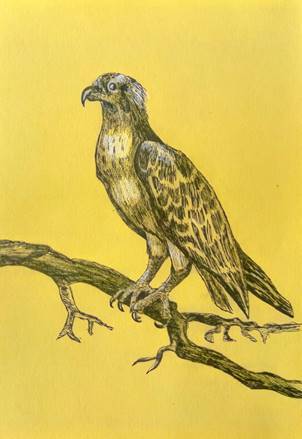 Изображение выглядит как птица, желтый, высоко расположенный, певчая птица

Автоматически созданное описание