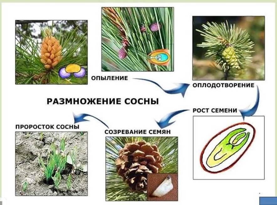 Органы голосеменных растений